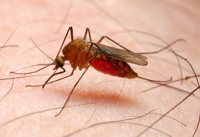 افزایش مالاریا در ایران