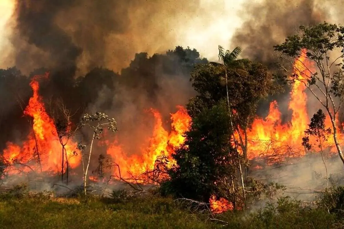 آتشسوزی جنگل آتشسوزی جنگل