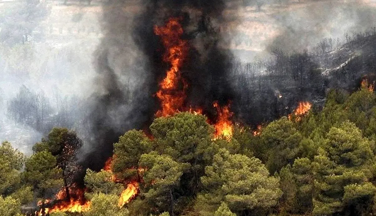 ماجرای آتشسوزی جنگلهای هیرکانی ماجرای آتشسوزی جنگلهای هیرکانی