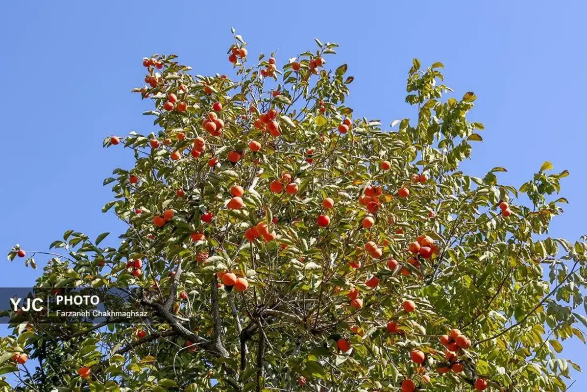 نفس پاییز در شیراز با رنگ خرمالو