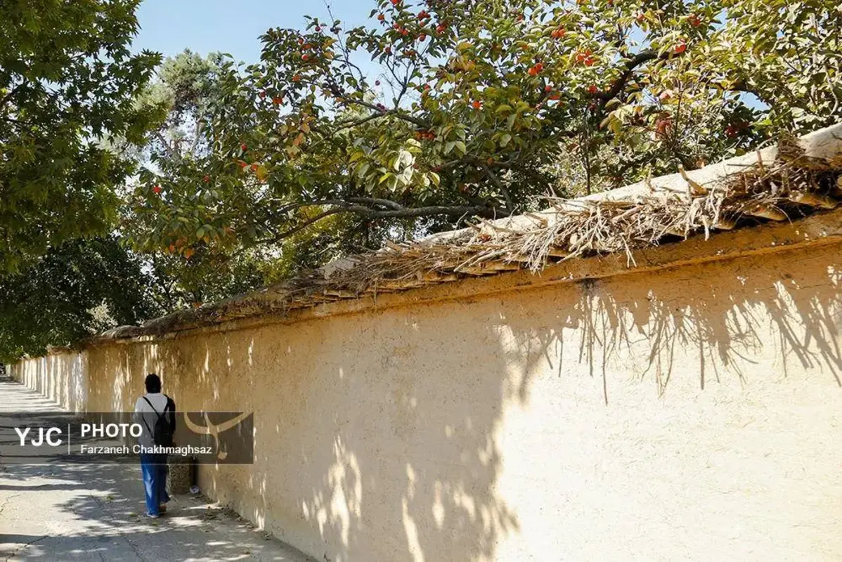 نفس پاییز در شیراز با رنگ خرمالو