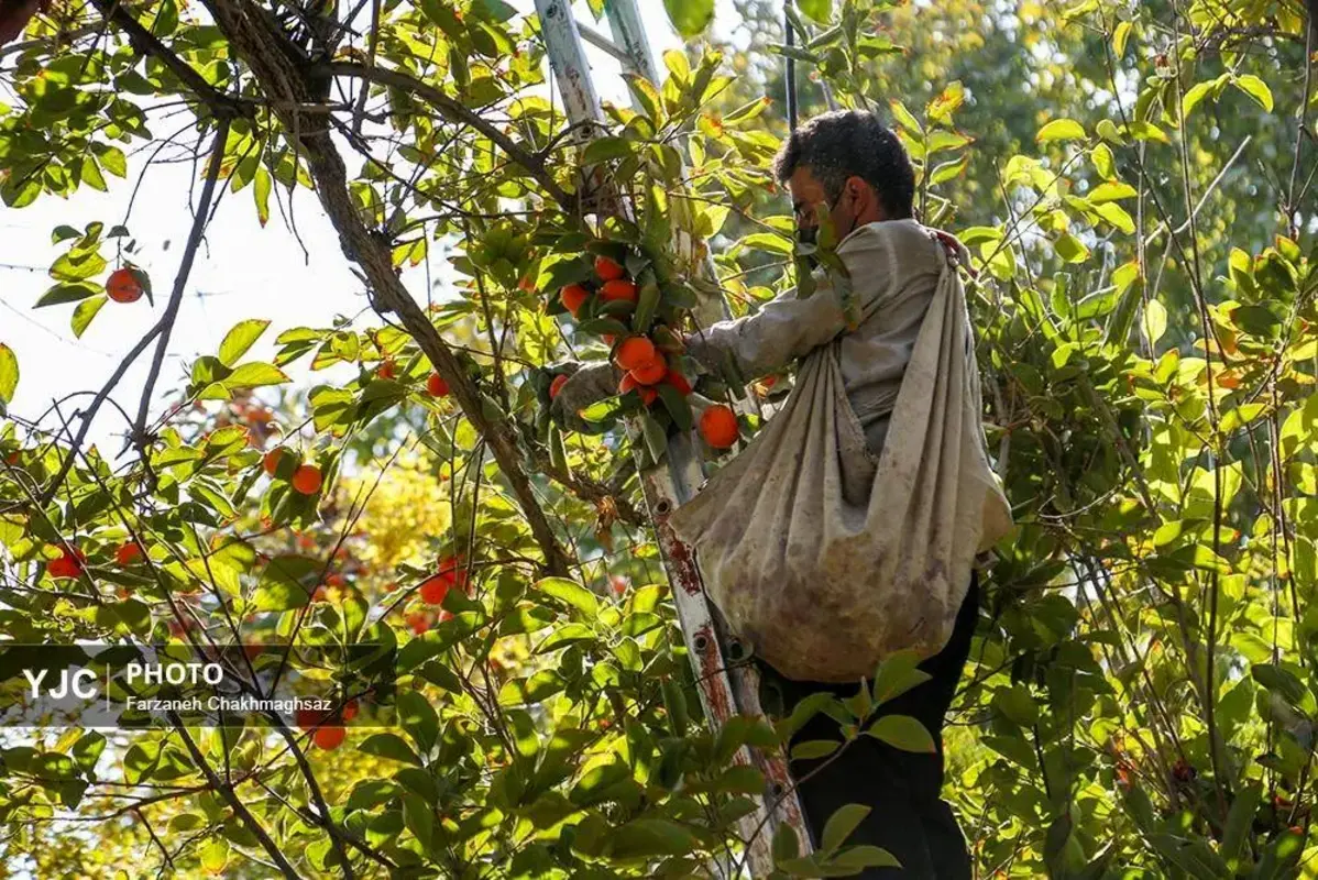 نفس پاییز در شیراز با رنگ خرمالو