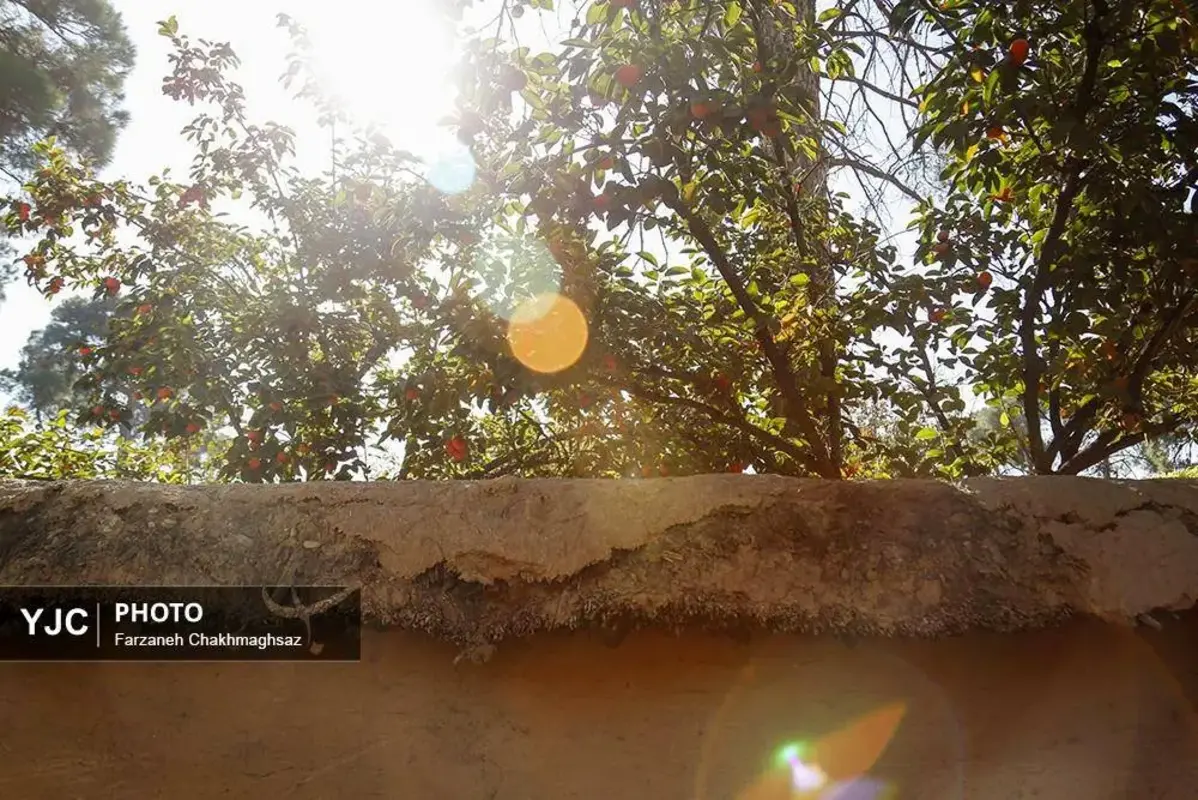 نفس پاییز در شیراز با رنگ خرمالو