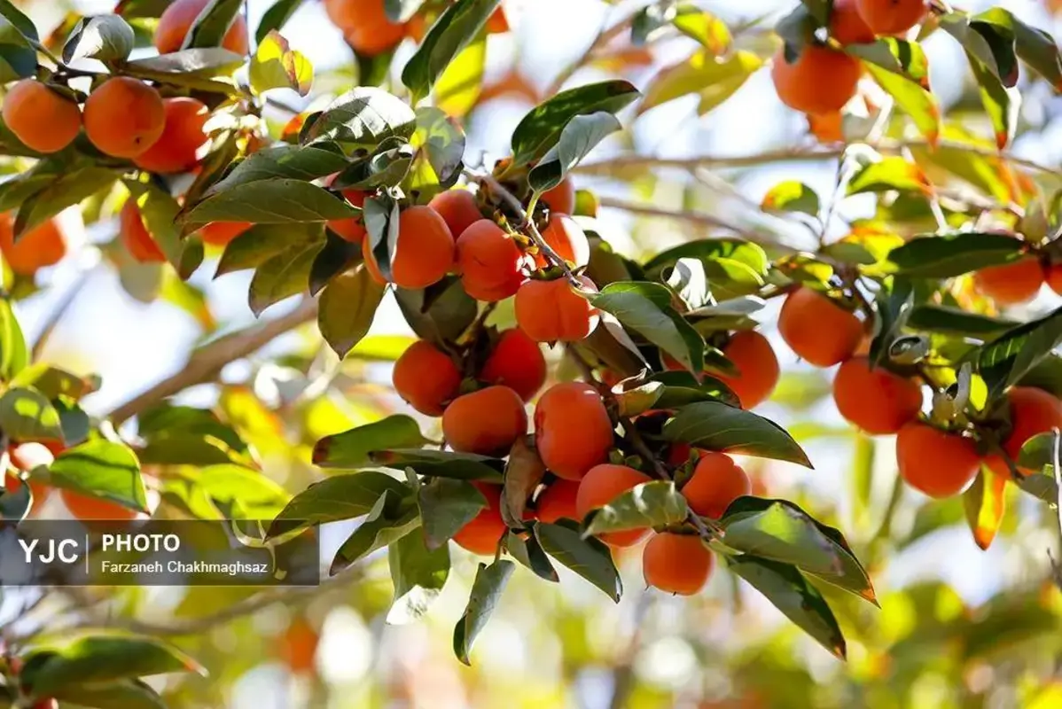 نفس پاییز در شیراز با رنگ خرمالو