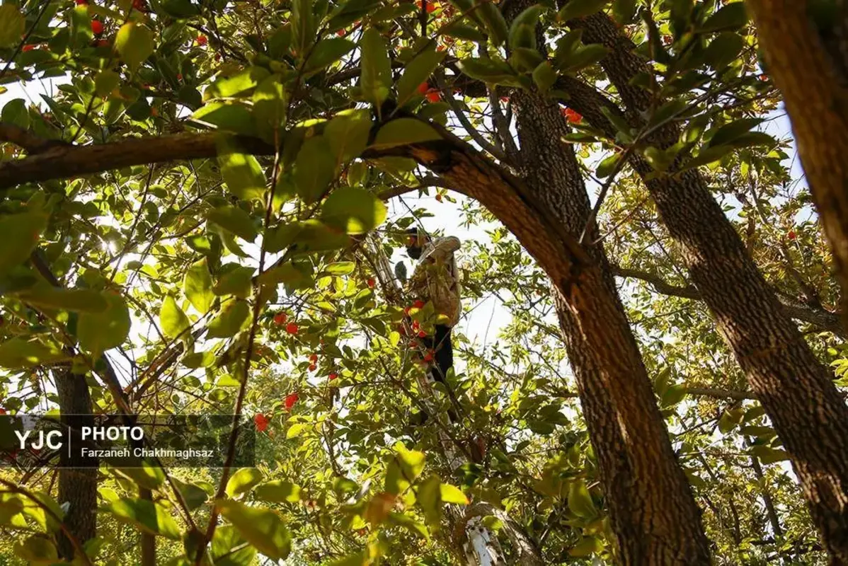 نفس پاییز در شیراز با رنگ خرمالو