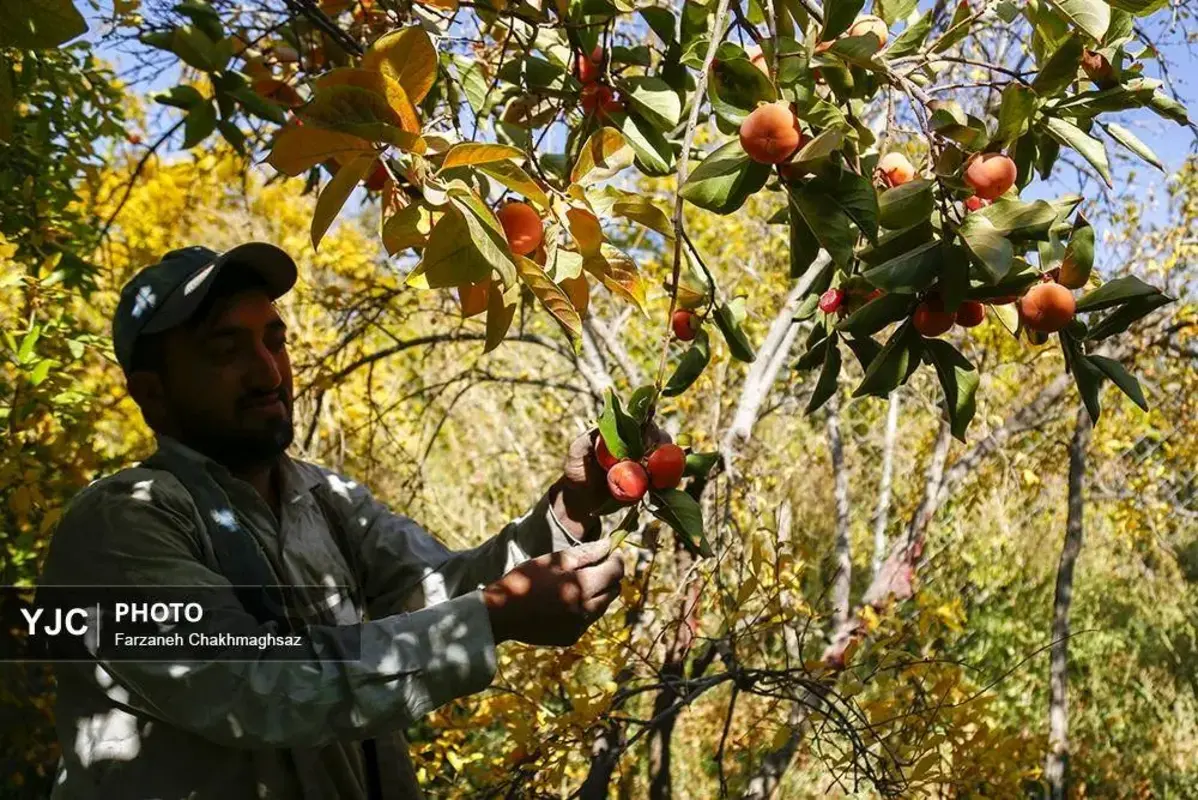 نفس پاییز در شیراز با رنگ خرمالو