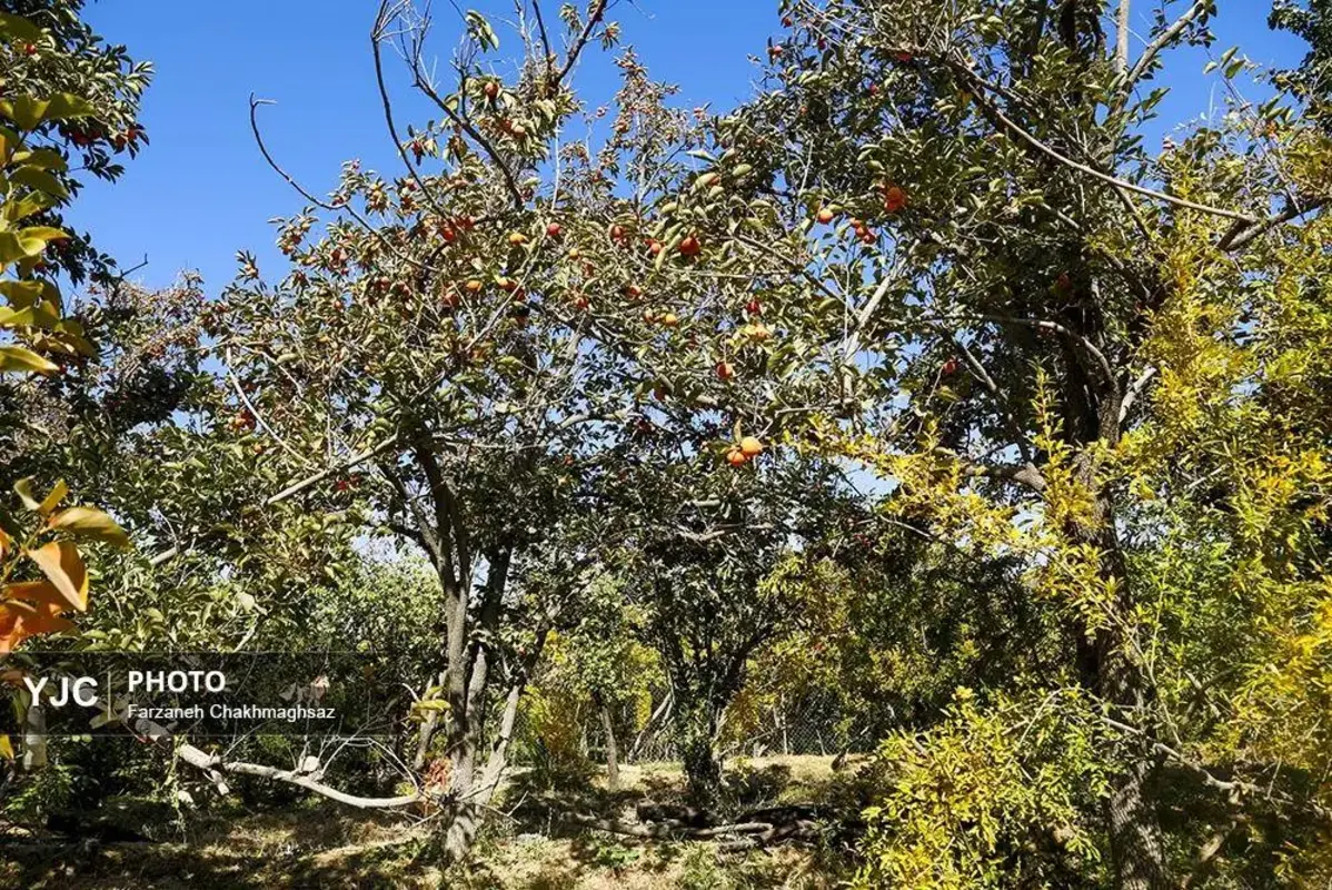 نفس پاییز در شیراز با رنگ خرمالو