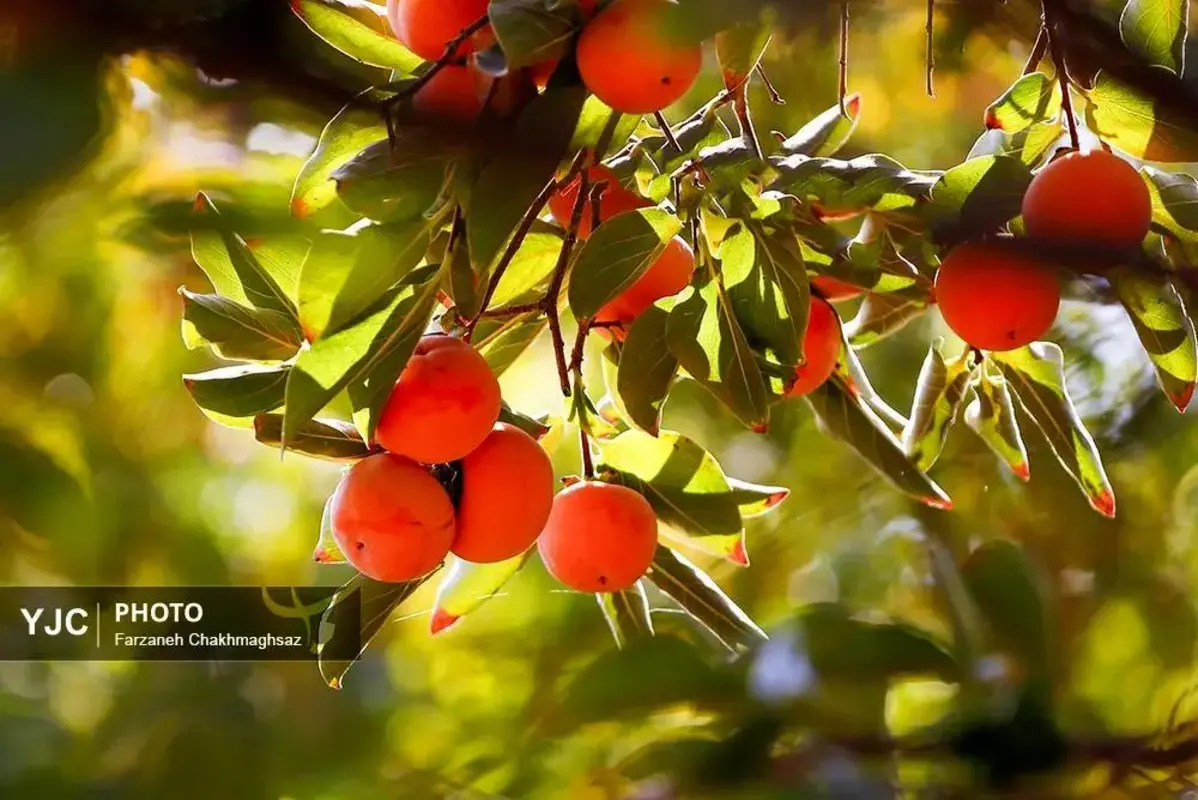 نفس پاییز در شیراز با رنگ خرمالو