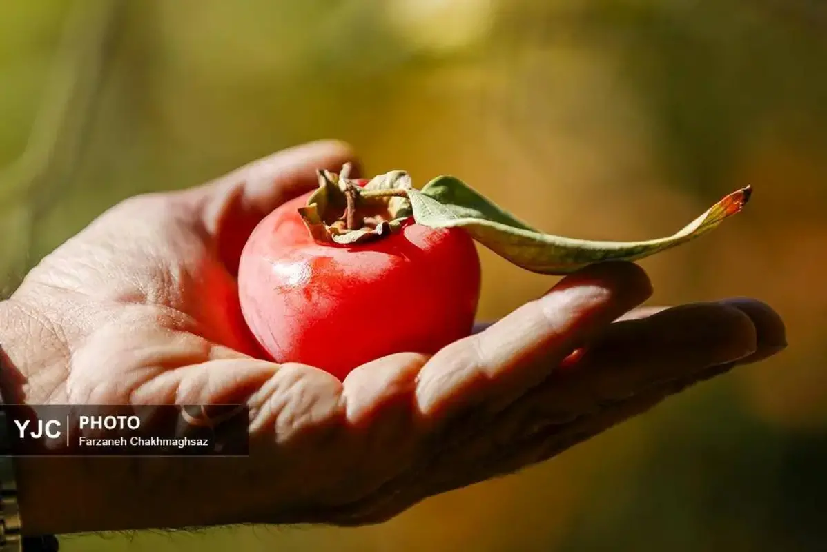 نفس پاییز در شیراز با رنگ خرمالو