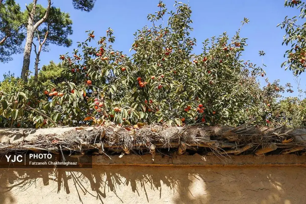 نفس پاییز در شیراز با رنگ خرمالو