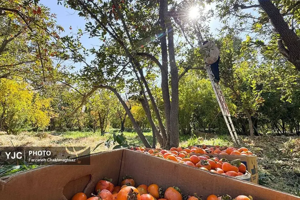 نفس پاییز در شیراز با رنگ خرمالو