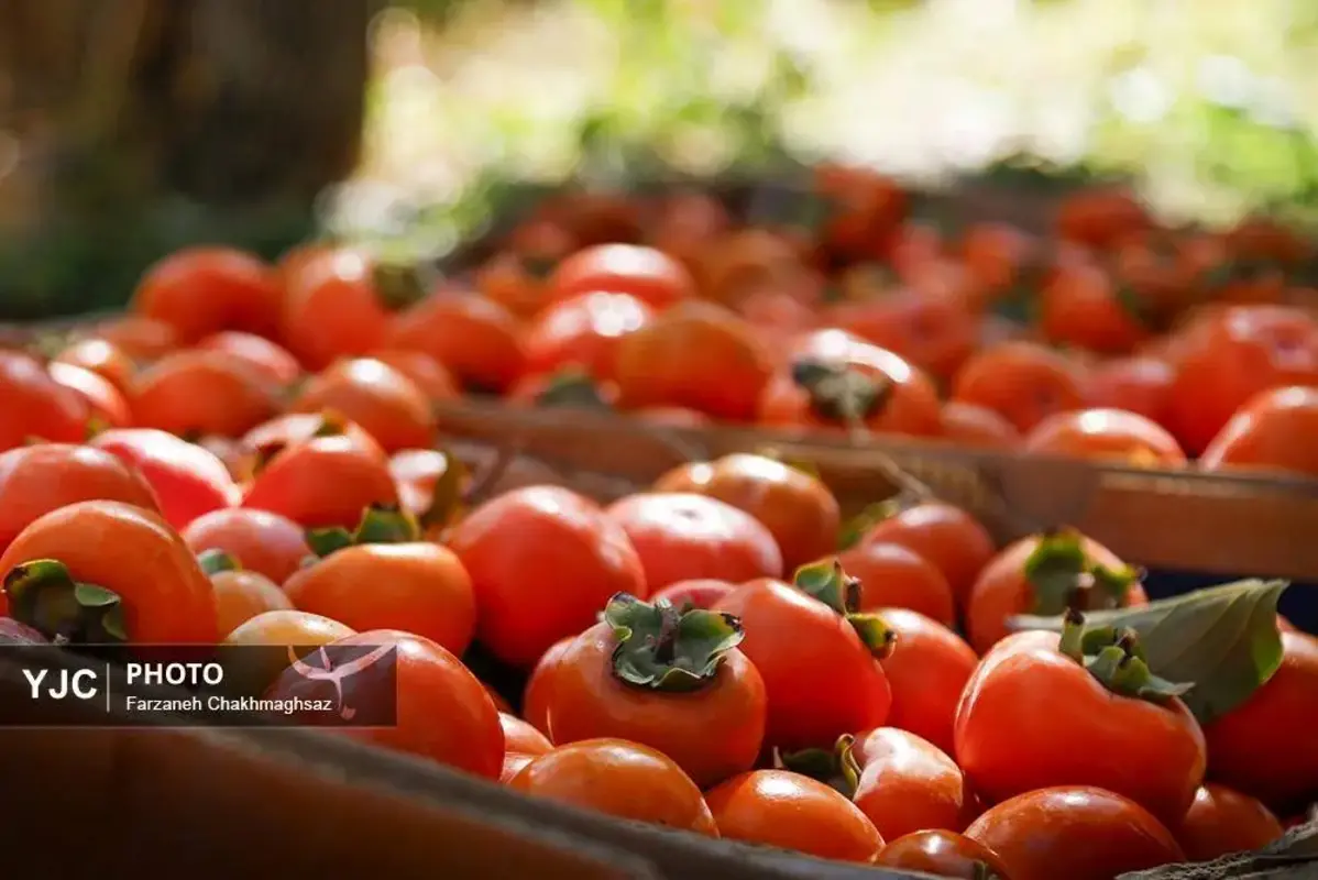 نفس پاییز در شیراز با رنگ خرمالو