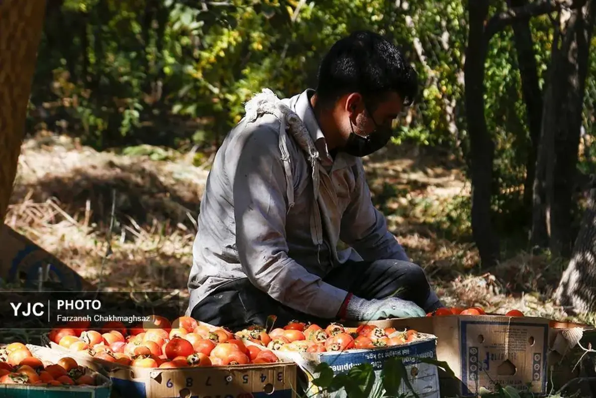 نفس پاییز در شیراز با رنگ خرمالو