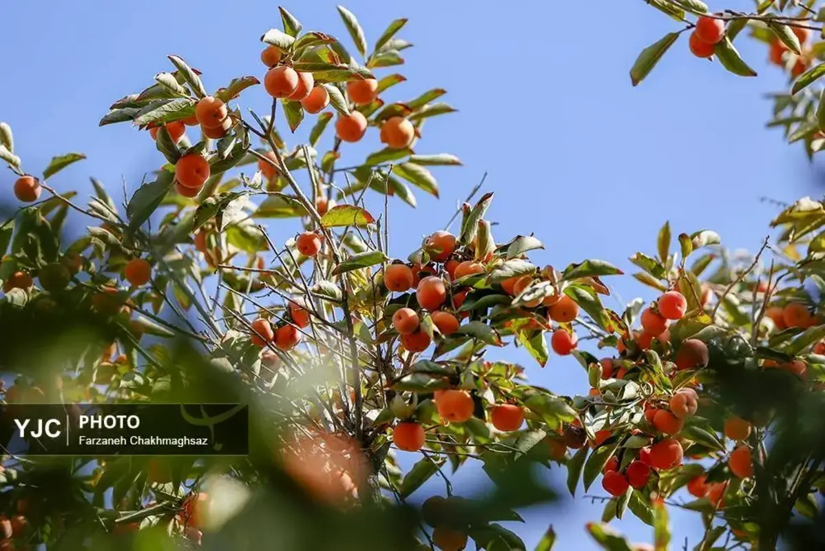 نفس پاییز در شیراز با رنگ خرمالو