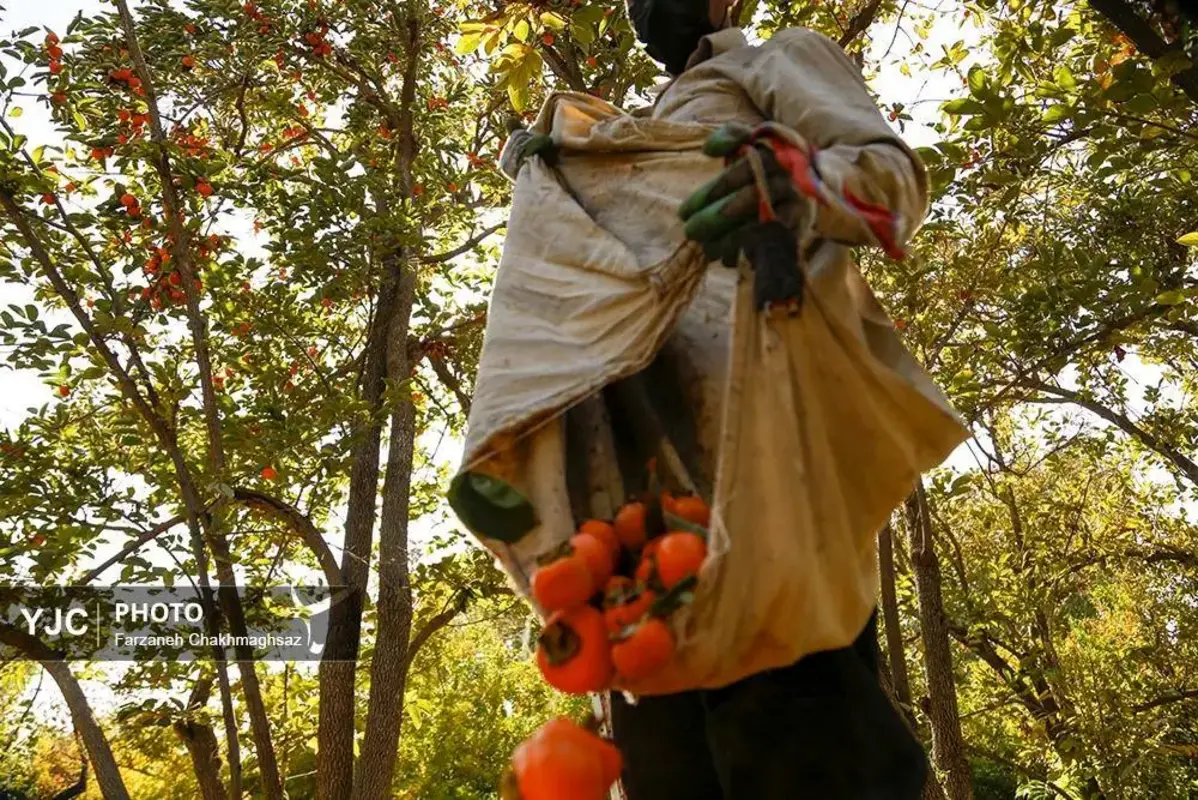 نفس پاییز در شیراز با رنگ خرمالو