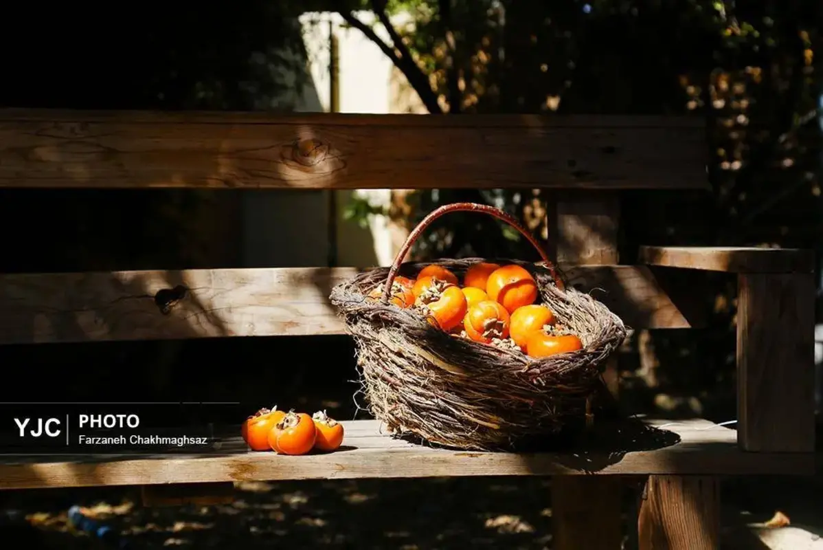 نفس پاییز در شیراز با رنگ خرمالو