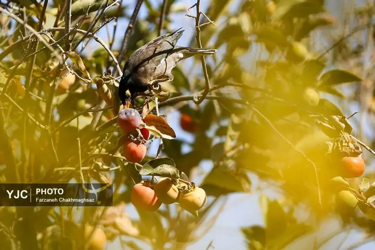 نفس پاییز در شیراز با رنگ خرمالو