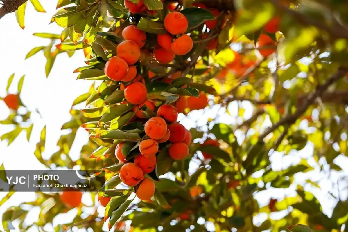 نفس پاییز در شیراز با رنگ خرمالو