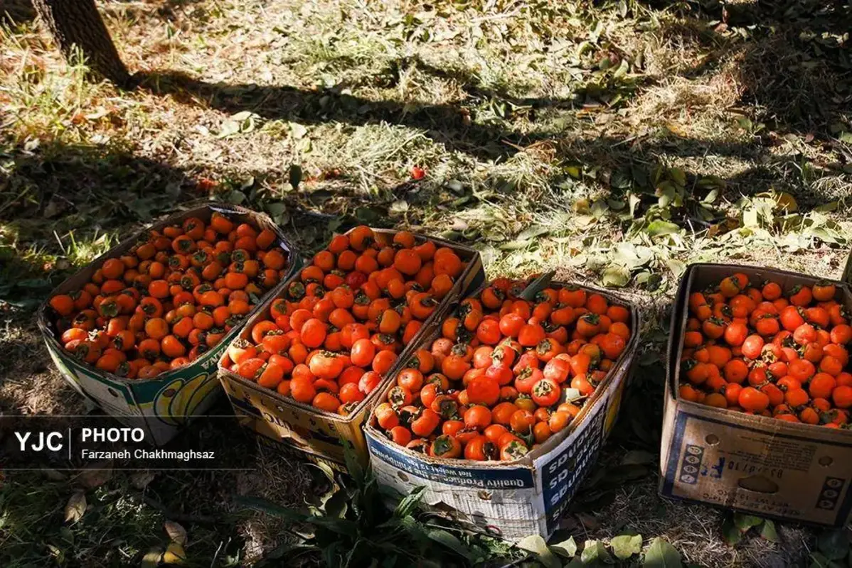 نفس پاییز در شیراز با رنگ خرمالو