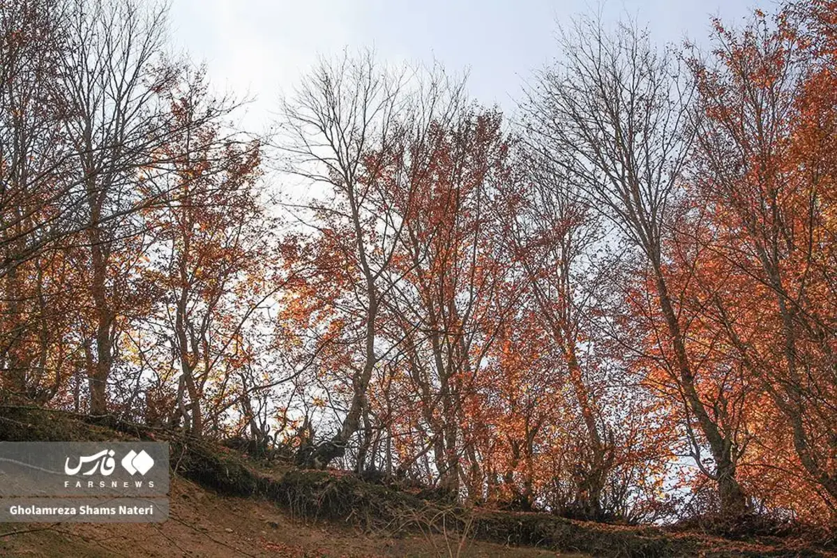 رقص پاییز با رنگ‌های خیال‌انگیز در دل کوهستان چالوس