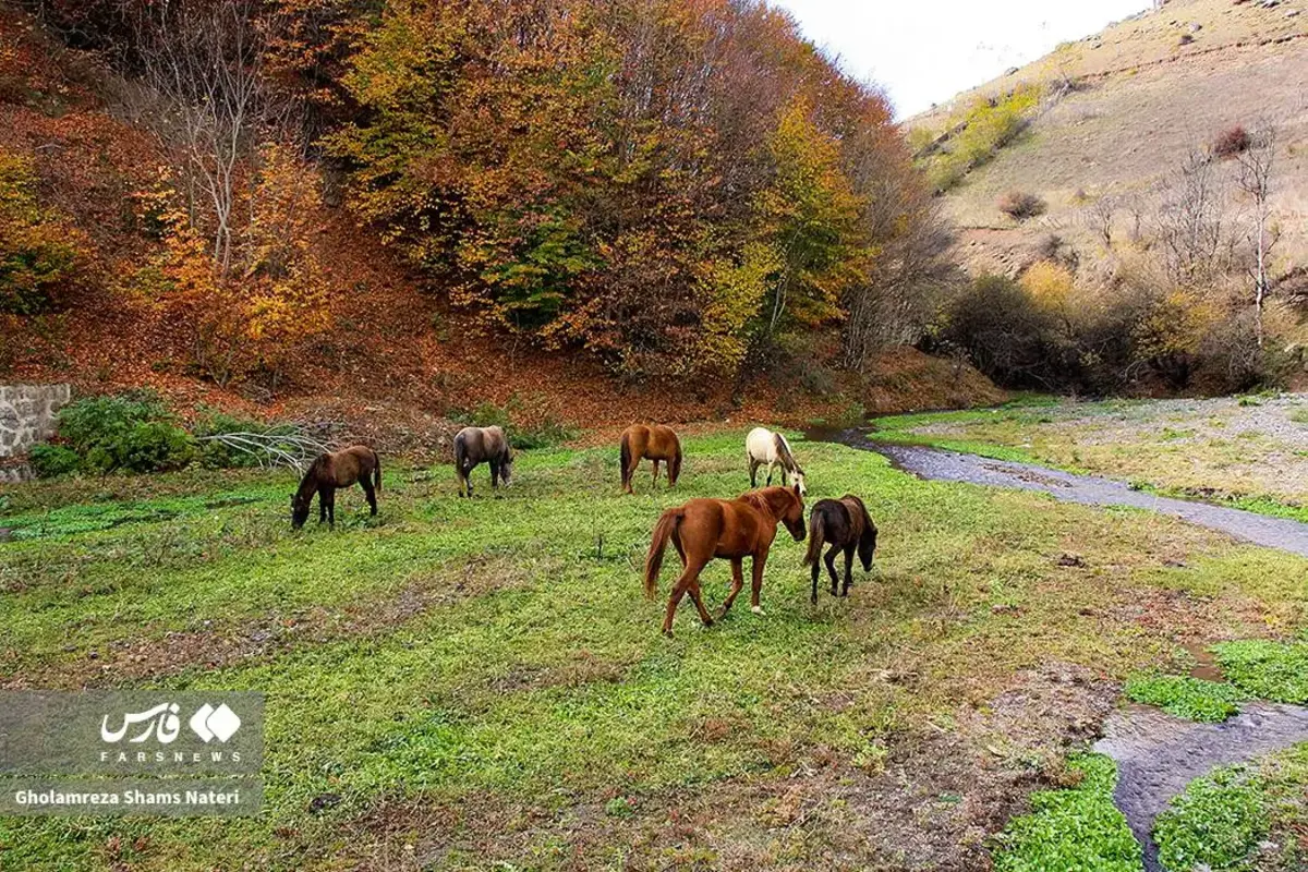 رقص پاییز با رنگ‌های خیال‌انگیز در دل کوهستان چالوس