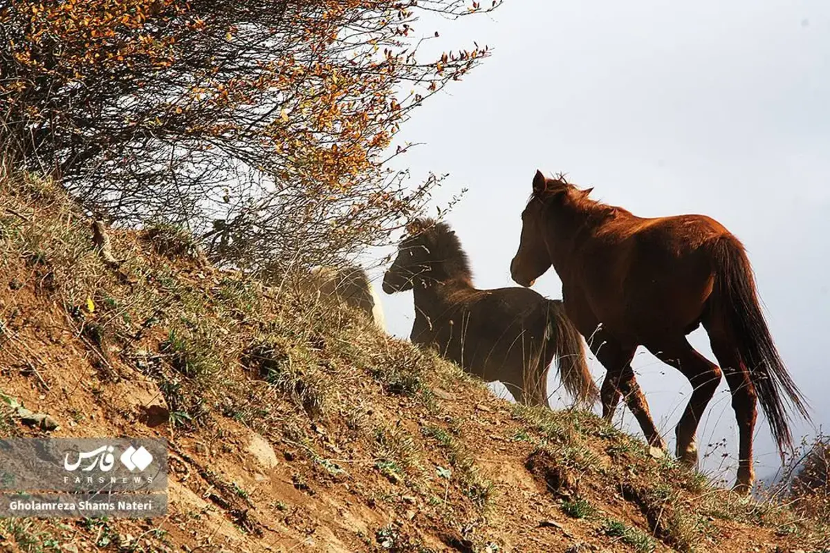 رقص پاییز با رنگ‌های خیال‌انگیز در دل کوهستان چالوس