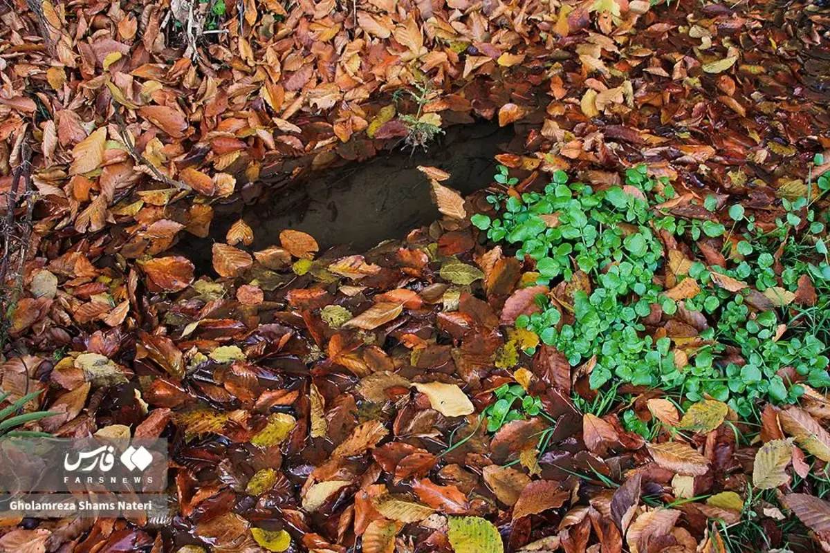 رقص پاییز با رنگ‌های خیال‌انگیز در دل کوهستان چالوس