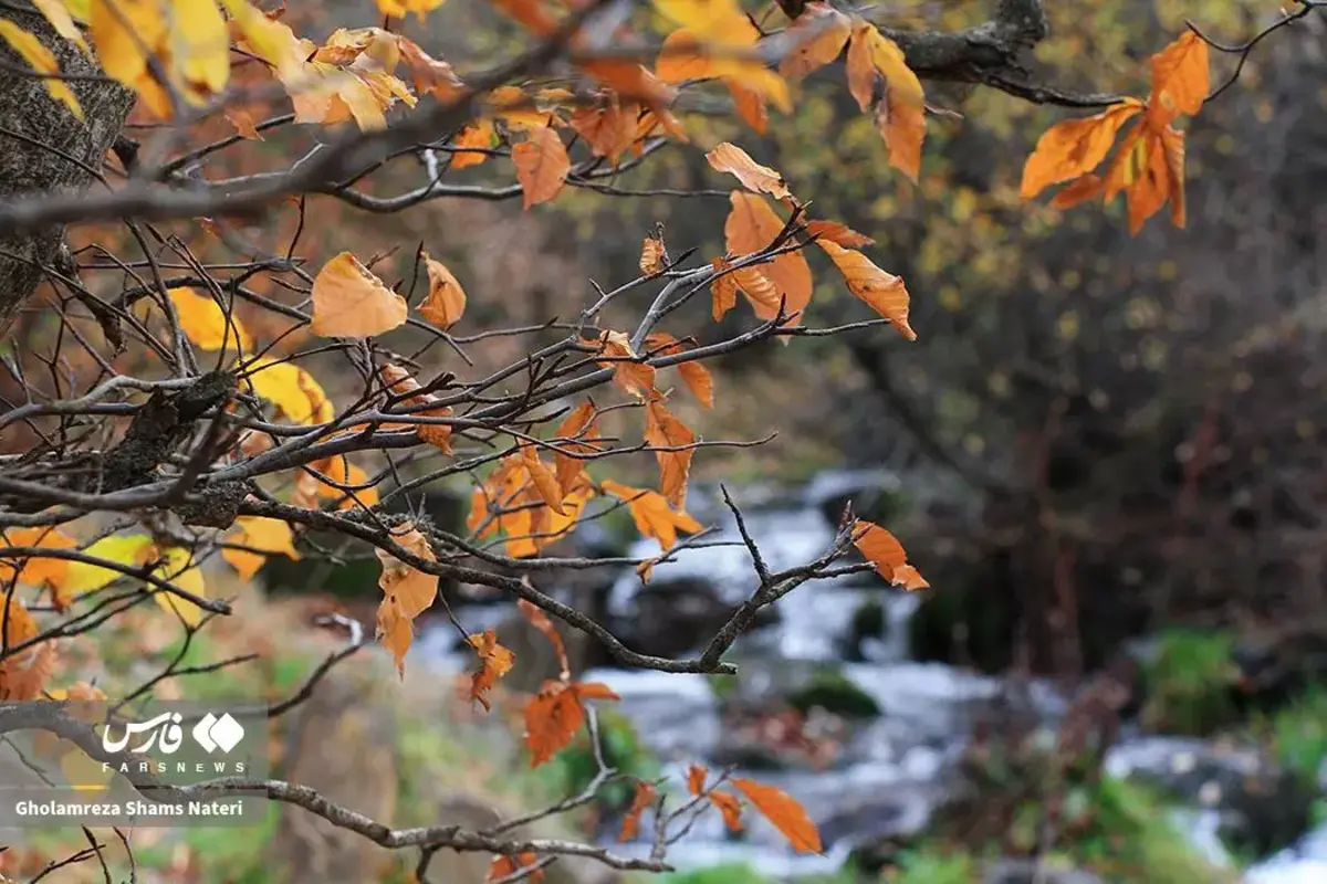 رقص پاییز با رنگ‌های خیال‌انگیز در دل کوهستان چالوس