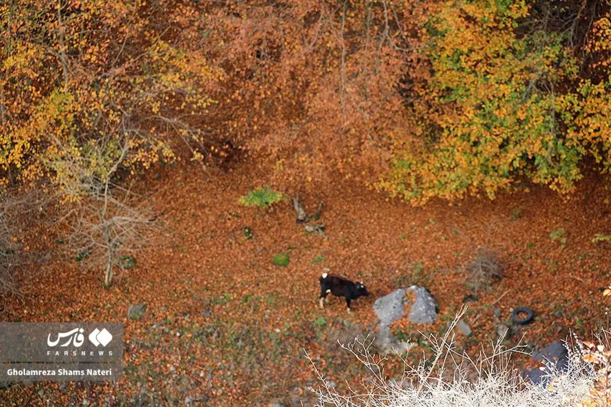 رقص پاییز با رنگ‌های خیال‌انگیز در دل کوهستان چالوس