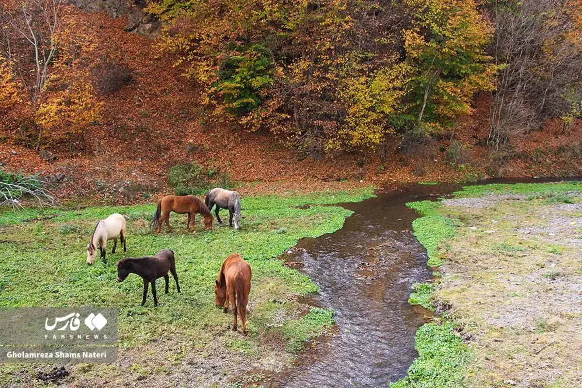 رقص پاییز با رنگ‌های خیال‌انگیز در دل کوهستان چالوس