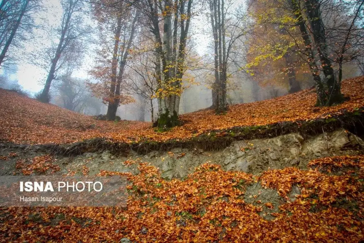 پاییز در جنگل‌های کوهستانی سوادکوه