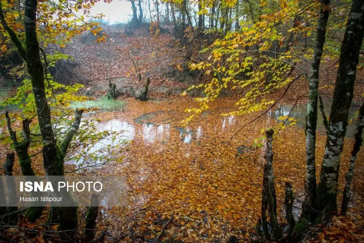 پاییز در جنگل‌های کوهستانی سوادکوه
