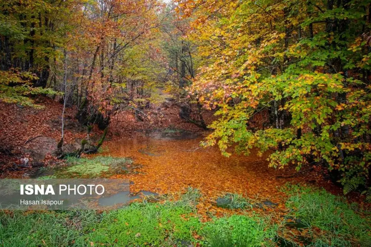 پاییز در جنگل‌های کوهستانی سوادکوه