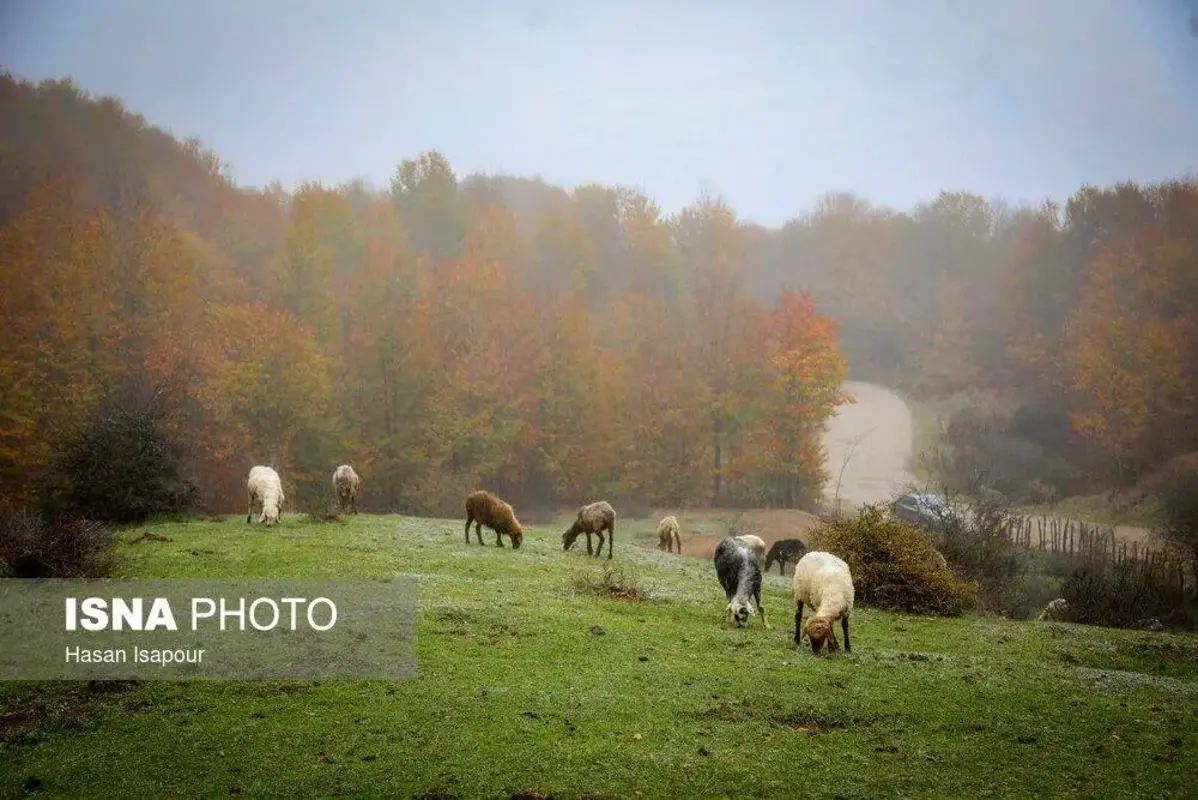 پاییز در جنگل‌های کوهستانی سوادکوه