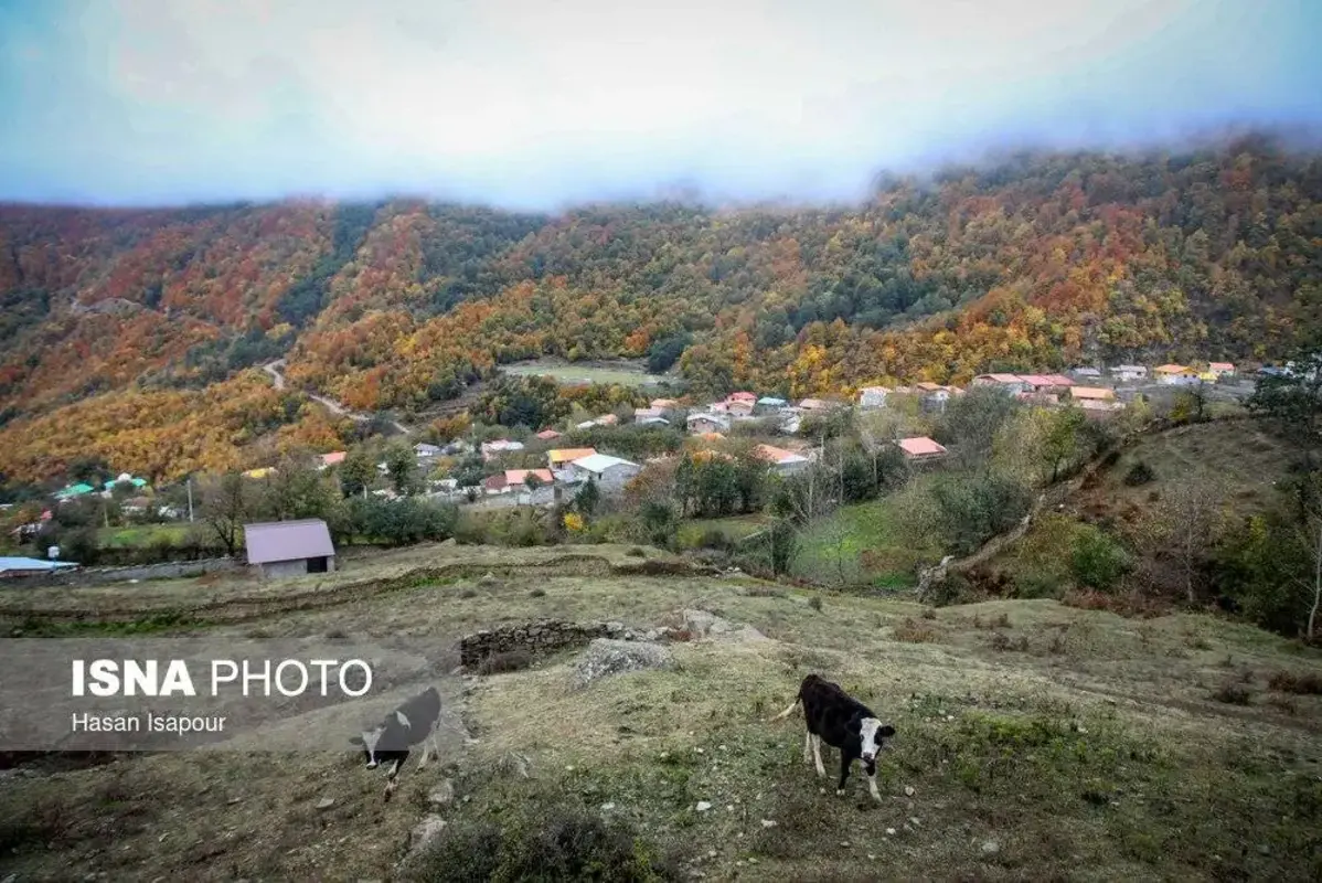 پاییز در جنگل‌های کوهستانی سوادکوه