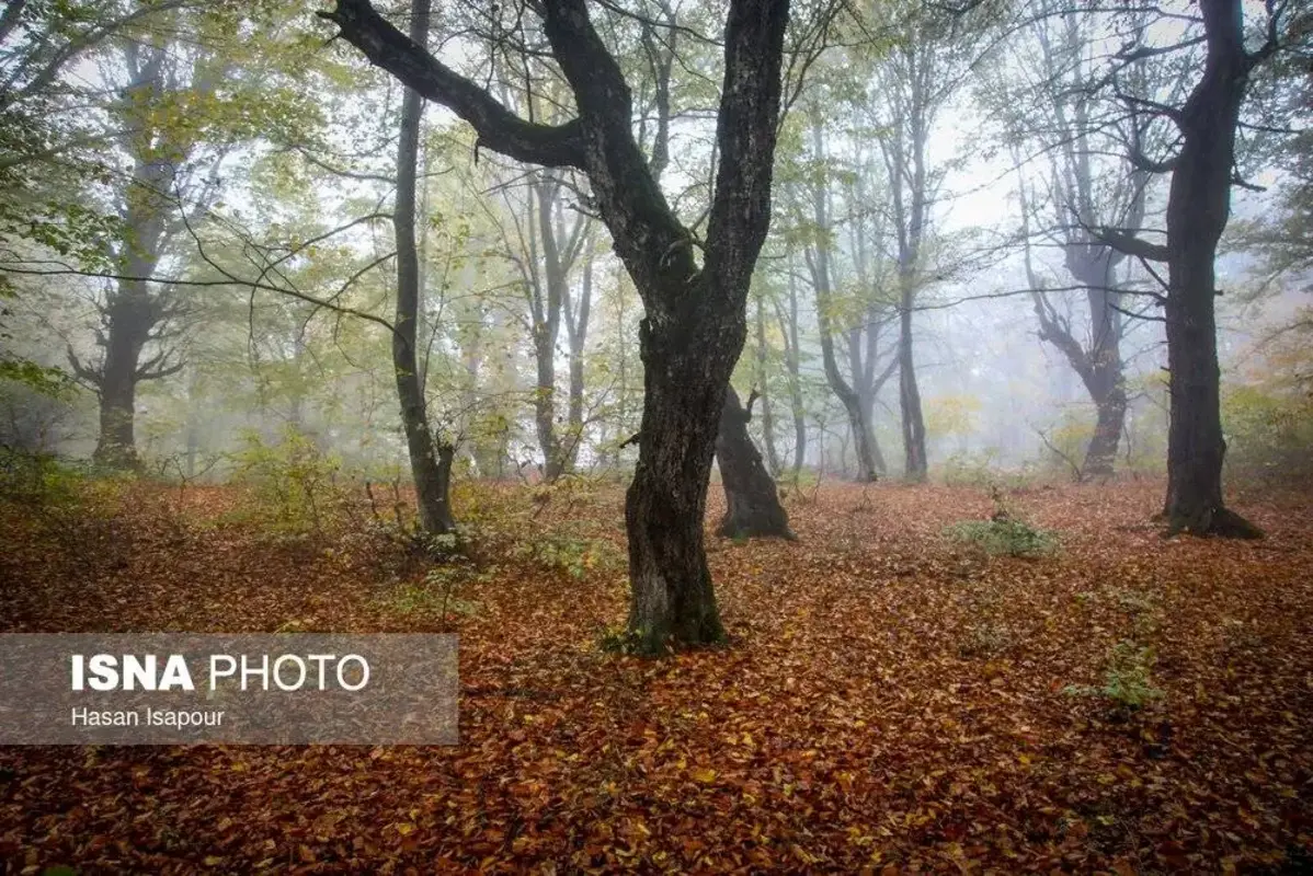 پاییز در جنگل‌های کوهستانی سوادکوه