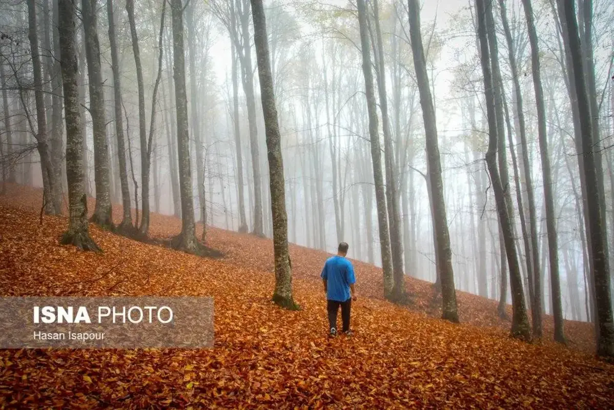 پاییز در جنگل‌های کوهستانی سوادکوه