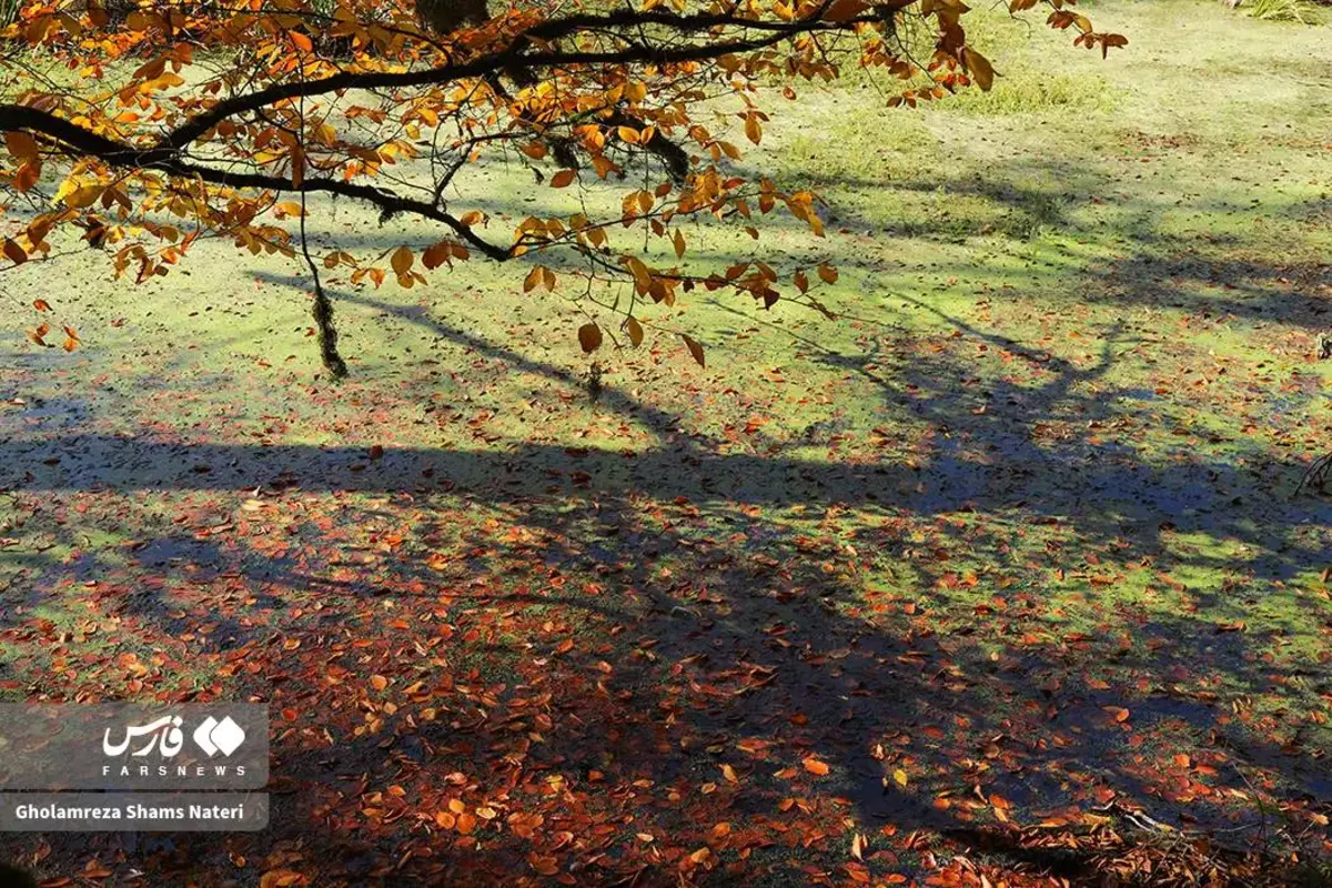 پاییز در مرداب دریوک کلاردشت