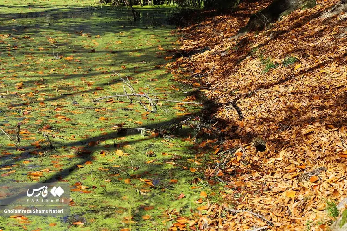 پاییز در مرداب دریوک کلاردشت