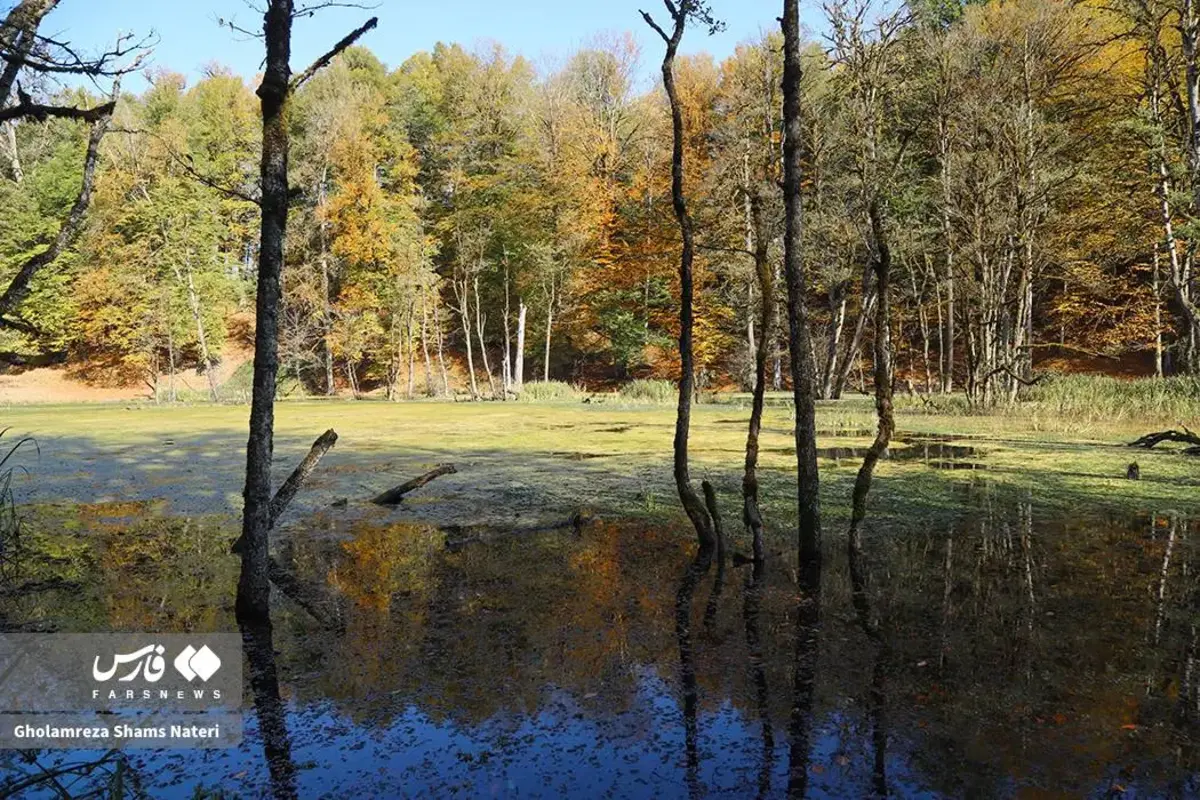پاییز در مرداب دریوک کلاردشت