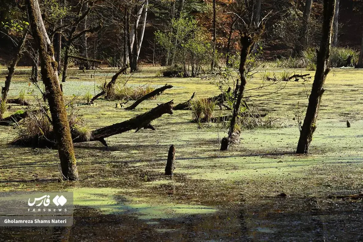 پاییز در مرداب دریوک کلاردشت