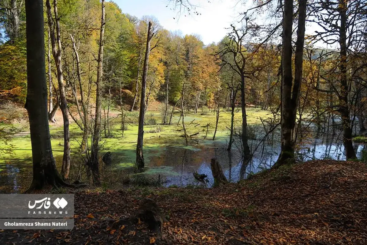 پاییز در مرداب دریوک کلاردشت