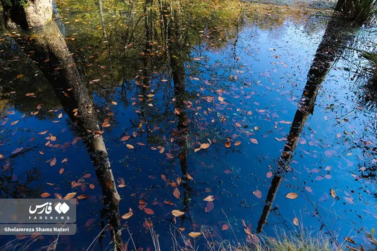 پاییز در مرداب دریوک کلاردشت