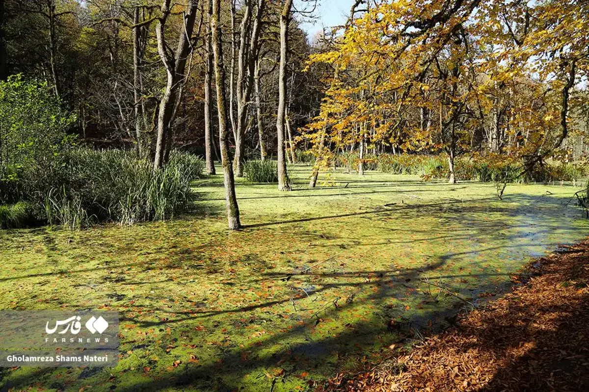 پاییز در مرداب دریوک کلاردشت