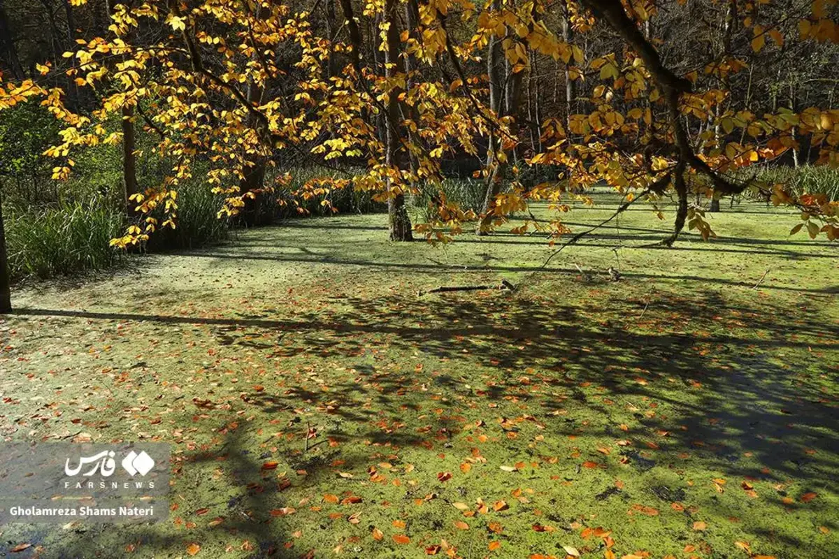 پاییز در مرداب دریوک کلاردشت