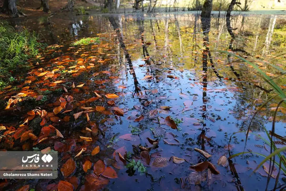 پاییز در مرداب دریوک کلاردشت