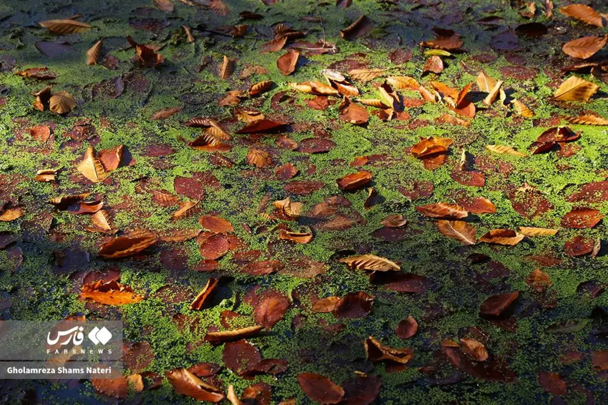 پاییز در مرداب دریوک کلاردشت