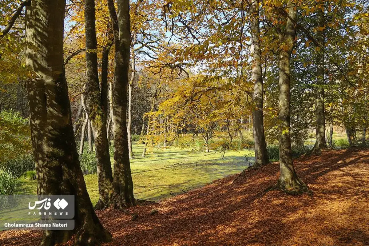 پاییز در مرداب دریوک کلاردشت