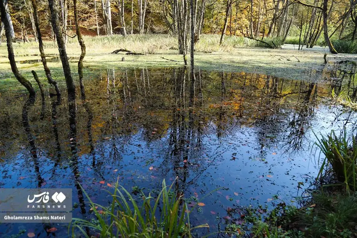 پاییز در مرداب دریوک کلاردشت