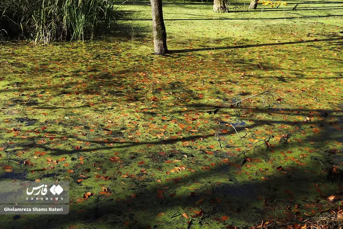 پاییز در مرداب دریوک کلاردشت